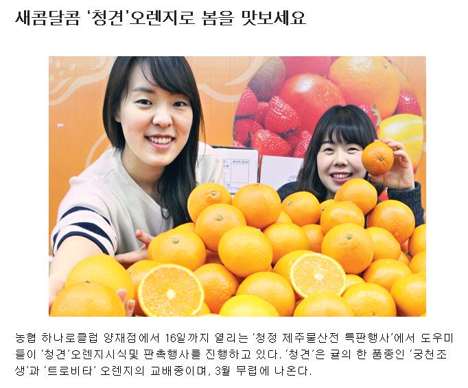 새콤달콤 '청견'오렌지로 봄을 맛보세요