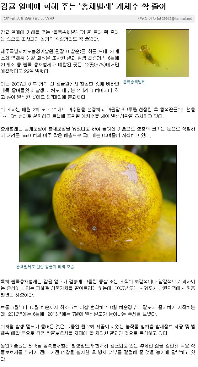 감귤 열매에 피해 주는 '총채벌레'개체수 확 줄어
