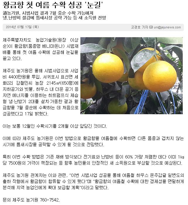 황금향 첫 여름 수확 성공 '눈길'