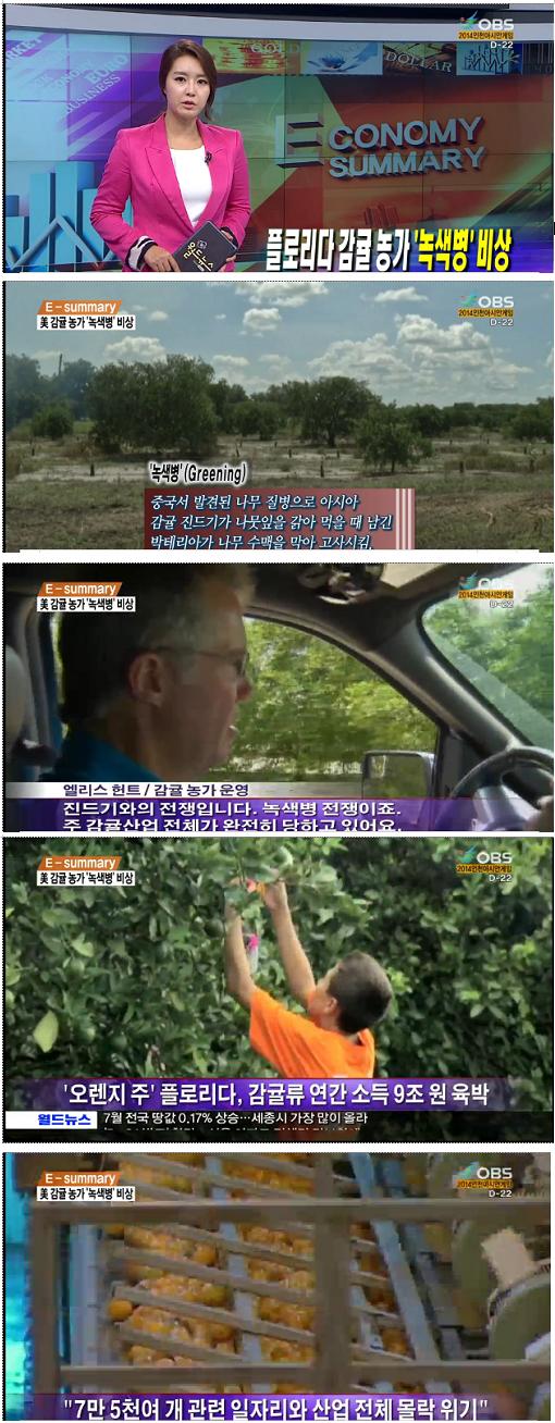 美 플로리다 감귤농가 '녹색병'비상