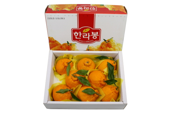 ‘1+1’ 초특가 이벤트...한라봉 ‘따봉’