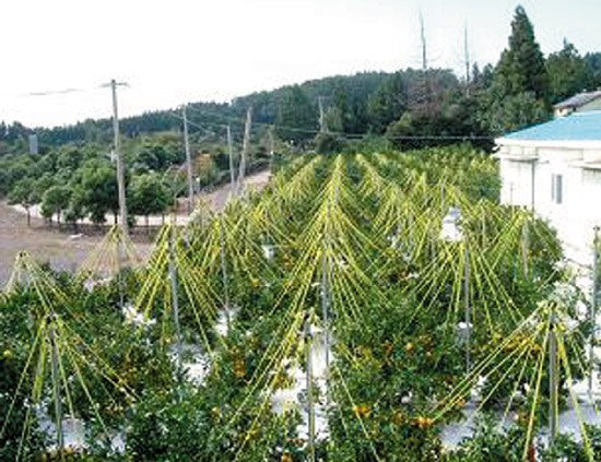 최고품질 극조생 노지감귤 생산…농가소득 3배 증가 기대