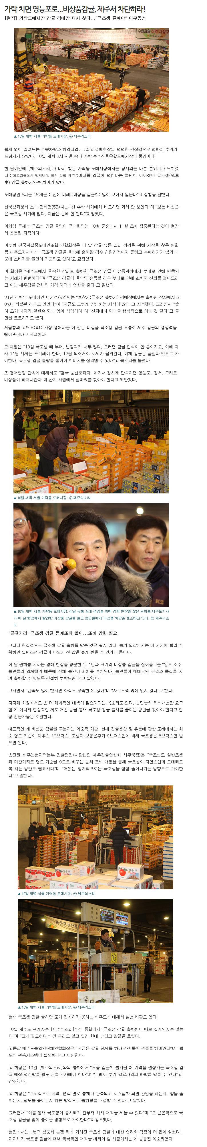 가락 치면 영등포로...비상품감귤, 제주서 차단하라!