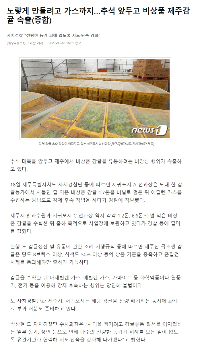 노랗게 만들려고 가스까지…추석 앞두고 비상품 제주감귤 속출(종합)