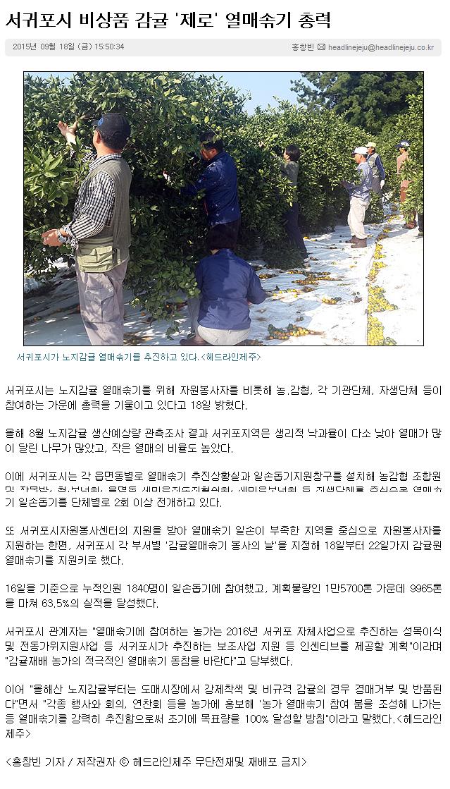 서귀포시 비상품 감귤 '제로'열매솎기 총력