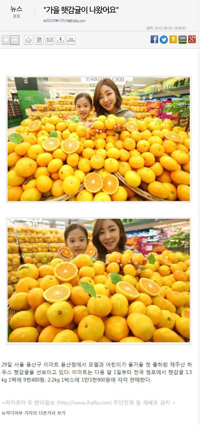 가을 햇감귤이 나왔어요