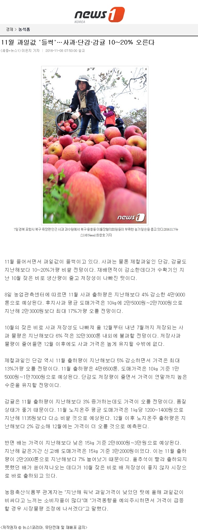 11월 과일값 '들썩'.. 사과,단감,감귤 10-20% 오른다.