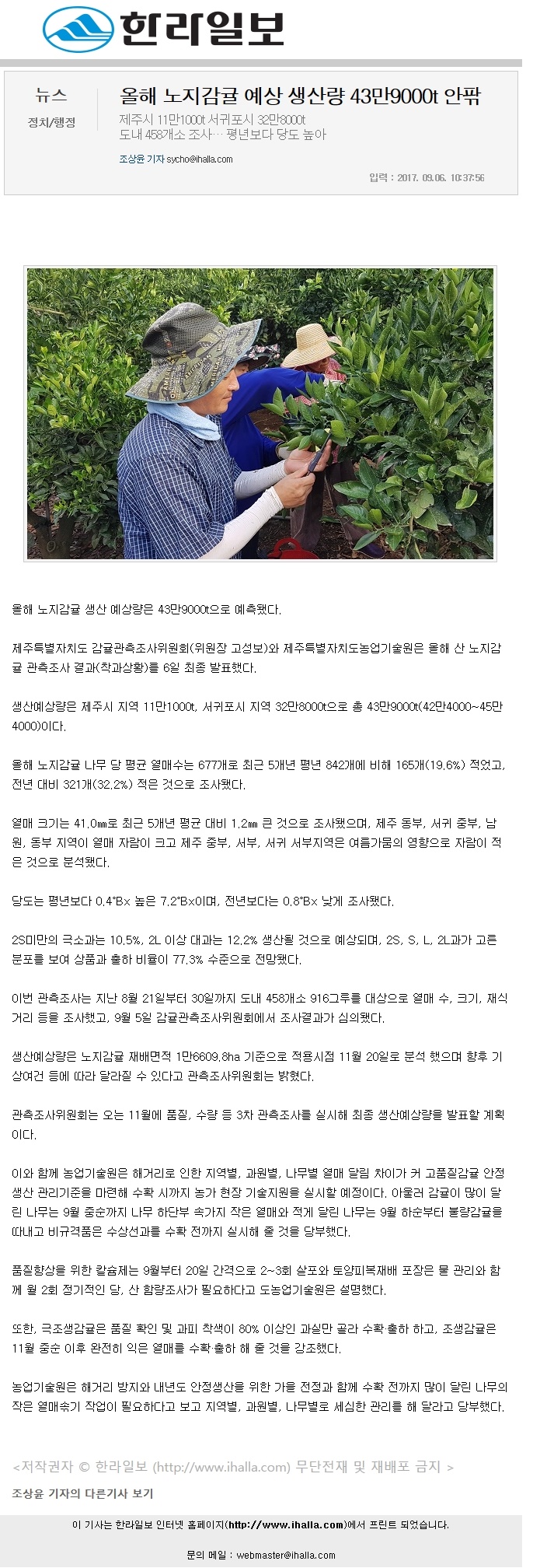 올해 노지감귤 예상 생산량 43만9000톤 안팎