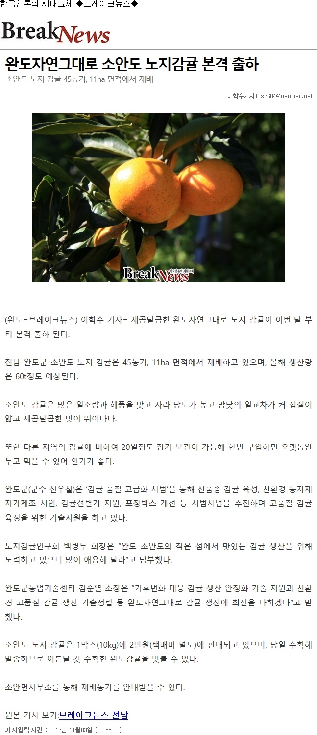 완도자연그대로 소안도 노지감귤 본격 출하