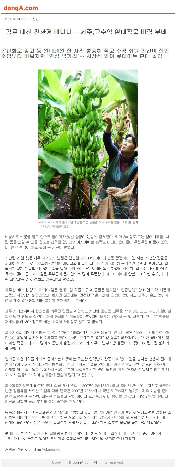 감귤 대신 친환경 바나나.. 제주, 고수익 열대작물 바람 부네