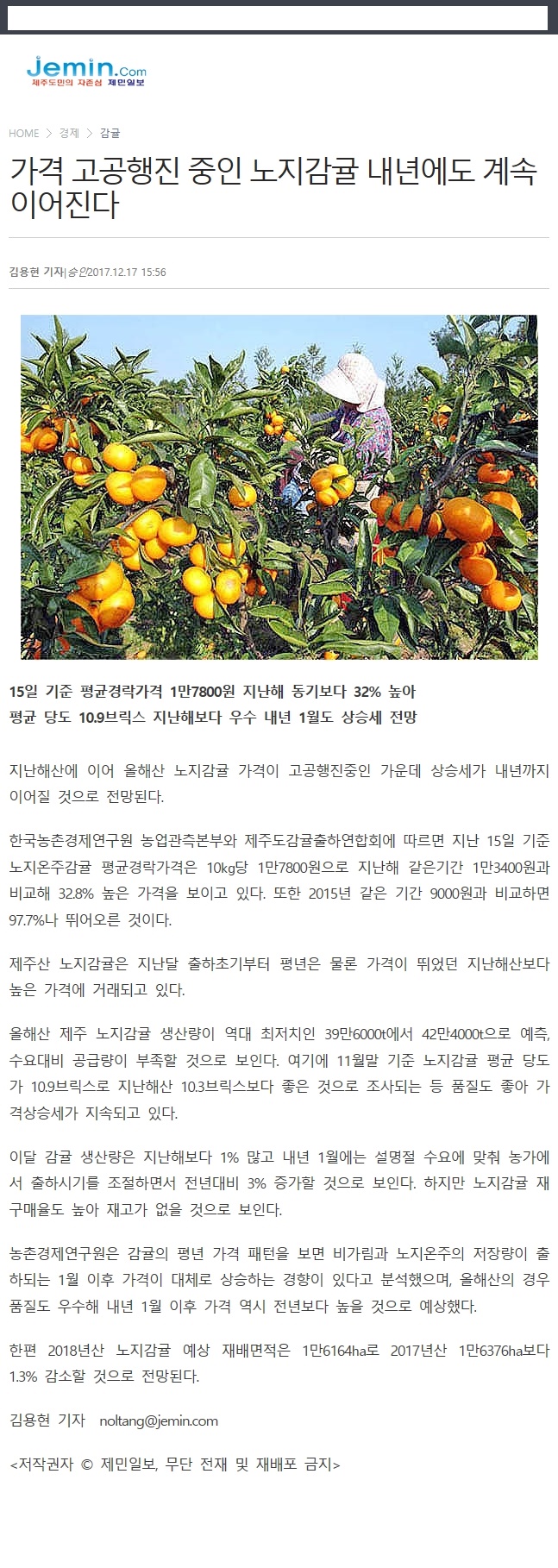 가격 고공행진 중인 노지감귤 내년에도 계속 이어진다