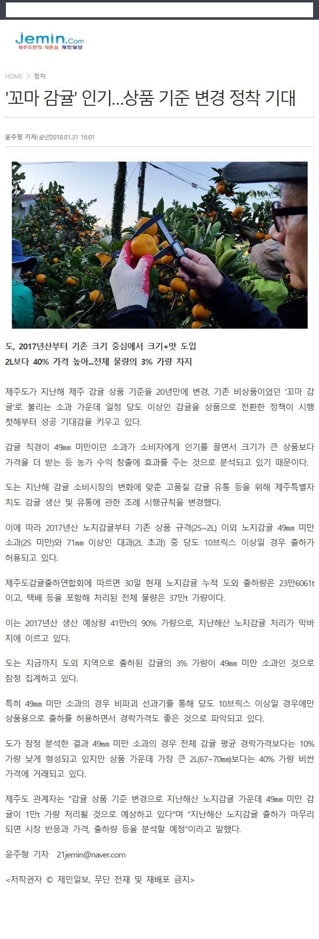 '꼬마감귤'인기...상품 기준 변경 정착 기대