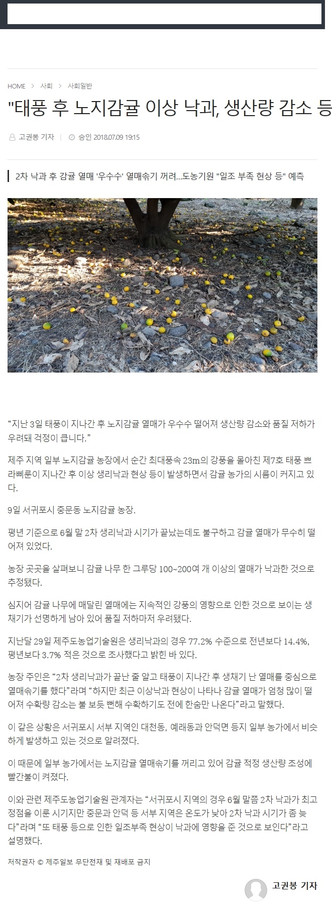 태풍 후 노지감귤 이상 낙과, 생산량 감소 등 우려