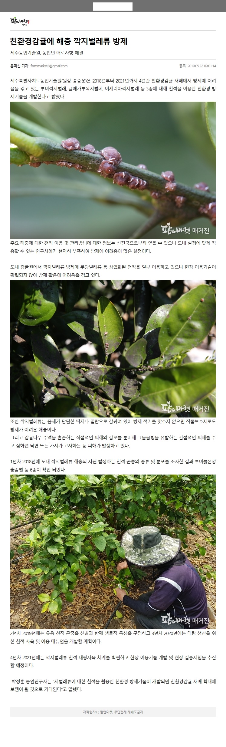 친환경감귤에 해충 깍지벌레류 방제