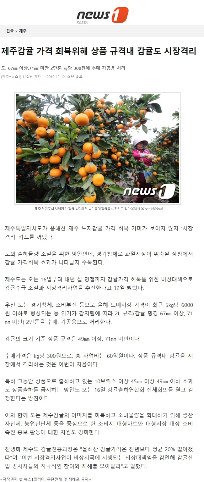 제주감귤 가격 회복위해 상품 규격내 감귤도 시장격리