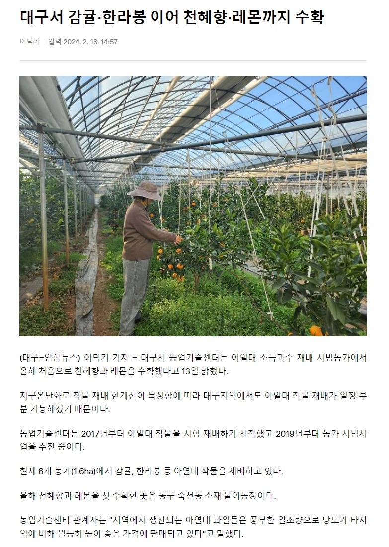 대구서 감귤·한라봉 이어 천혜향·레몬까지 수확