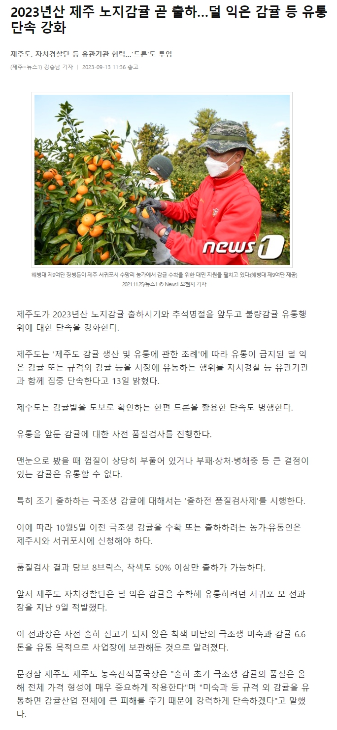 2023년산 제주 노지감귤 곧 출하…덜 익은 감귤 등 유통 단속 강화