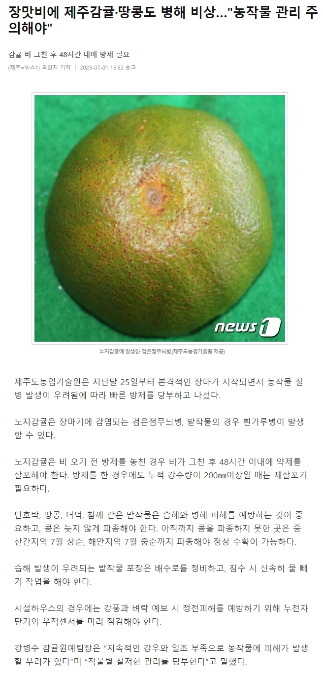 장맛비에 제주감귤·땅콩도 병해 비상…"농작물 관리 주의해야"