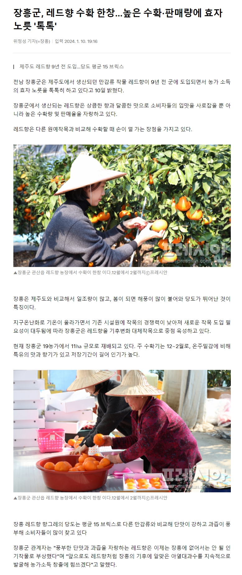 장흥군, 레드향 수확 한창…높은 수확·판매량에 효자 노릇 '톡톡'