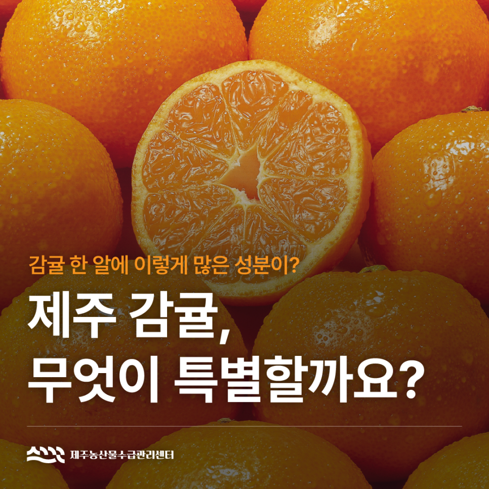 제주 감귤, 무엇이 특별할까요?