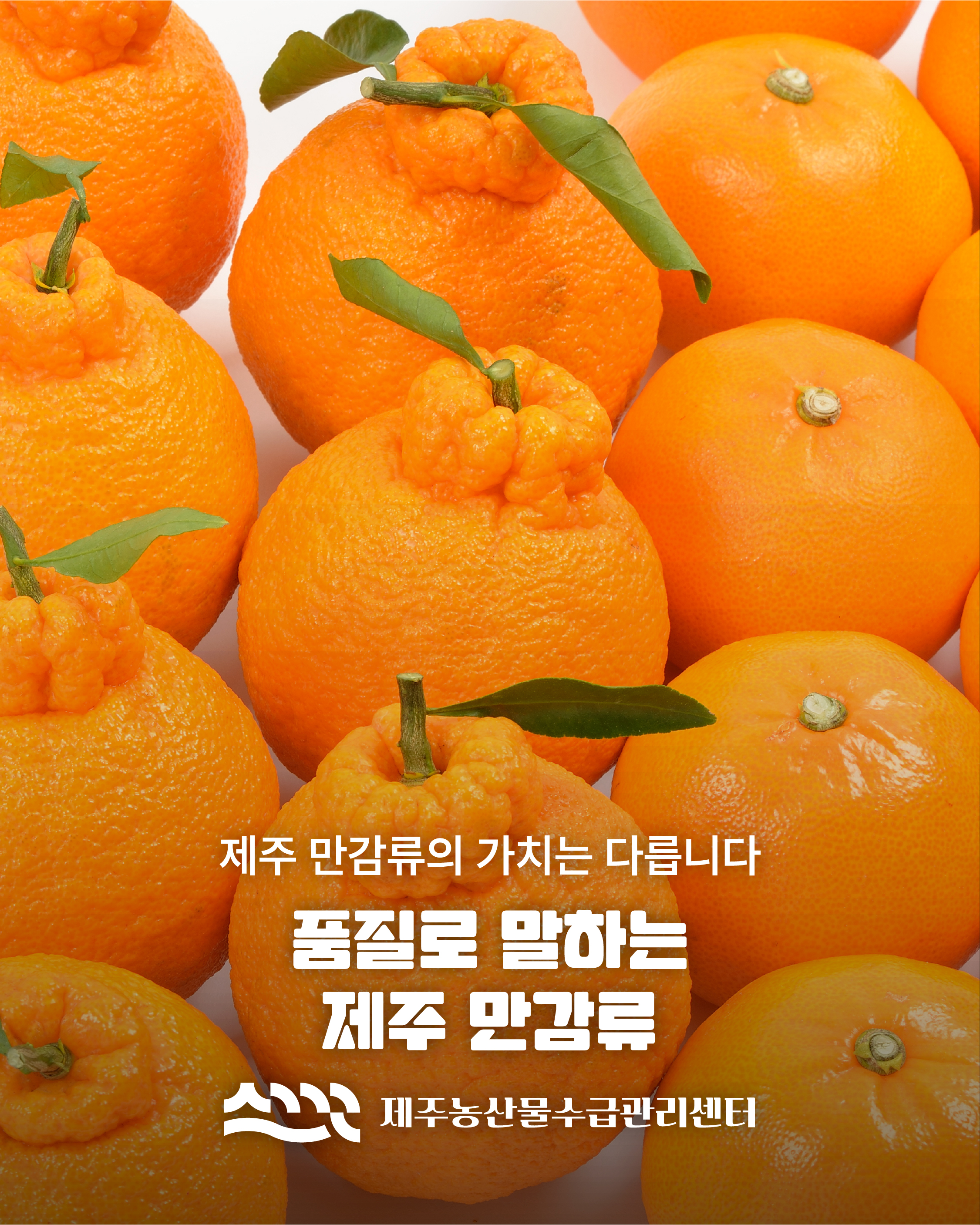 제주 만감류 품질관리 및 출하 기준 안내