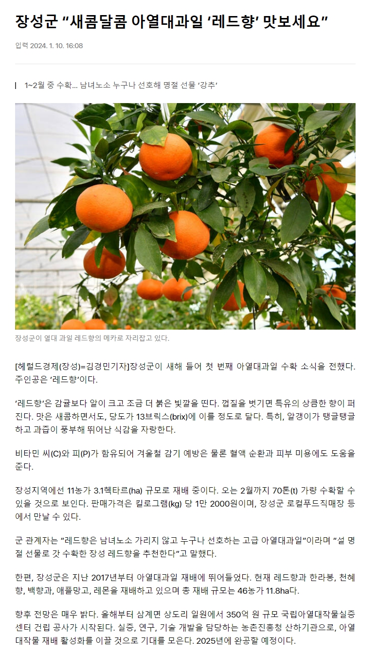장성군 “새콤달콤 아열대과일 ‘레드향’ 맛보세요”