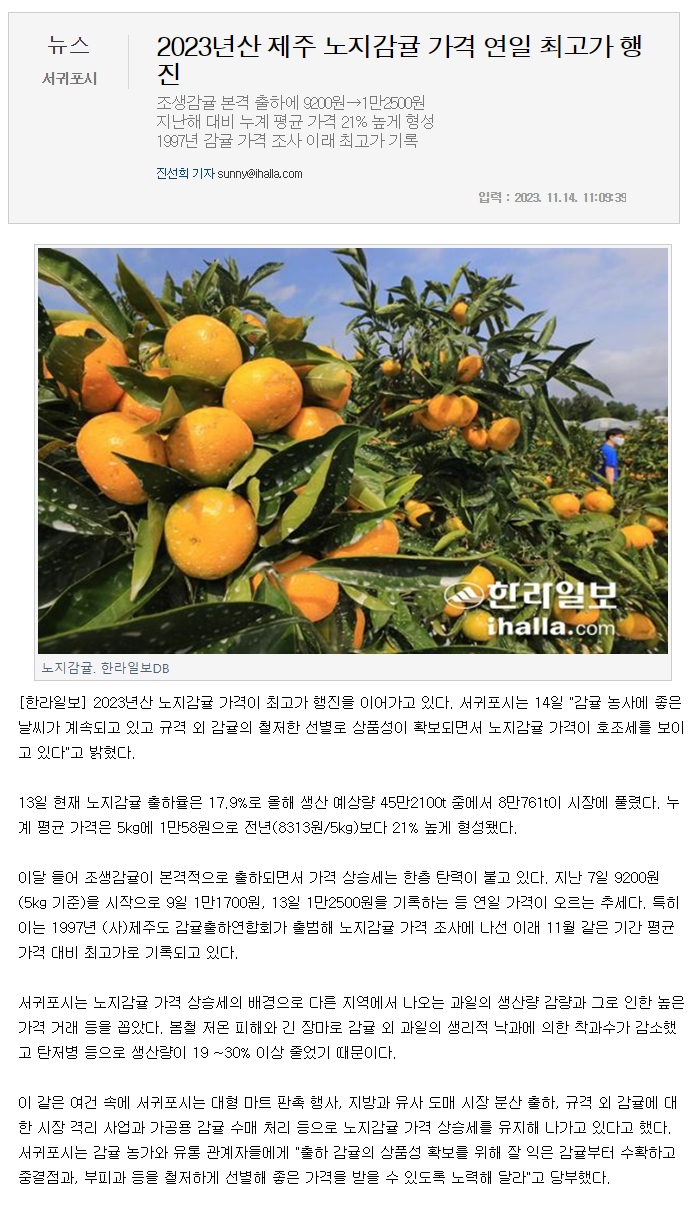 2023년산 제주 노지감귤 가격 연일 최고가 행진