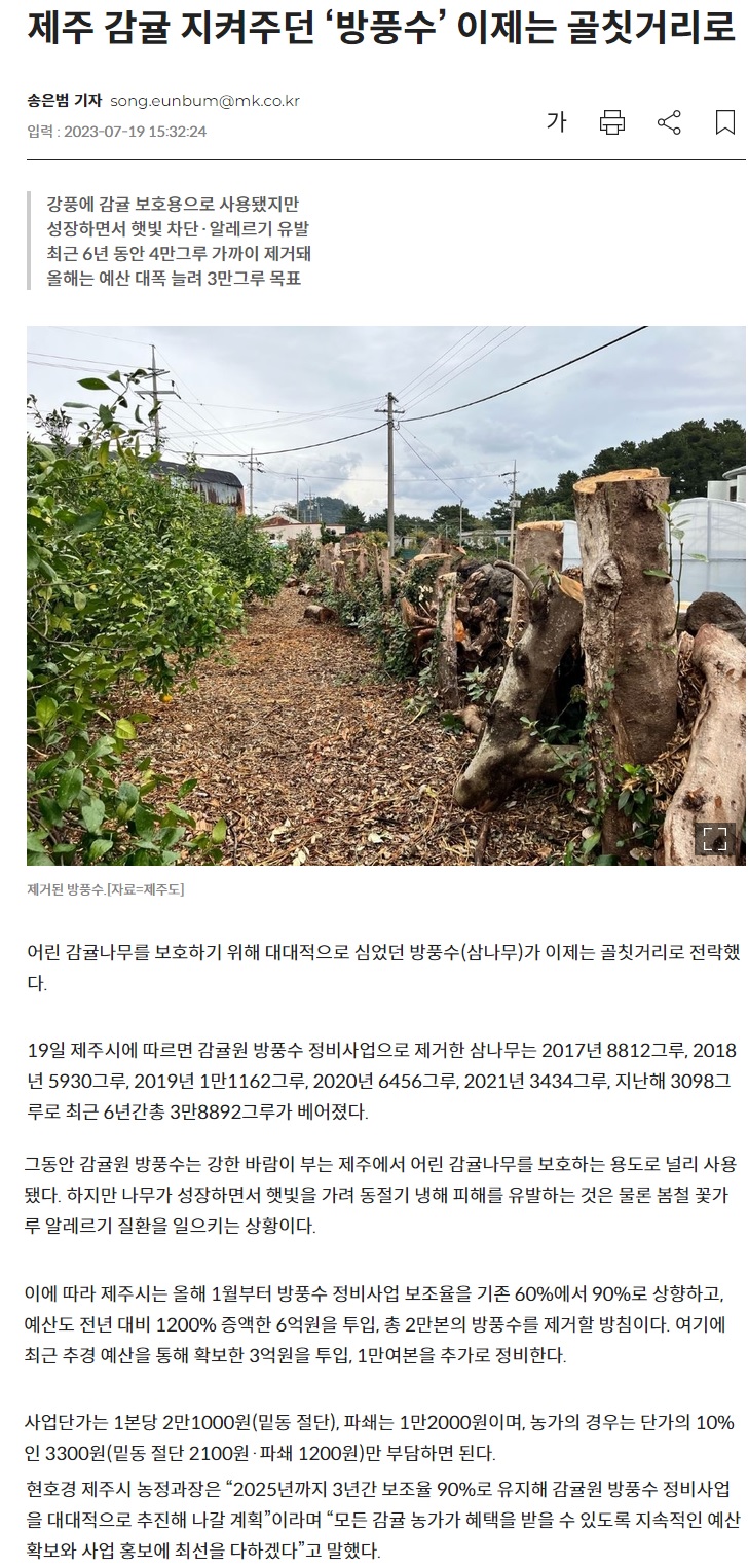 제주 감귤 지켜주던 ‘방풍수’ 이제는 골칫거리로