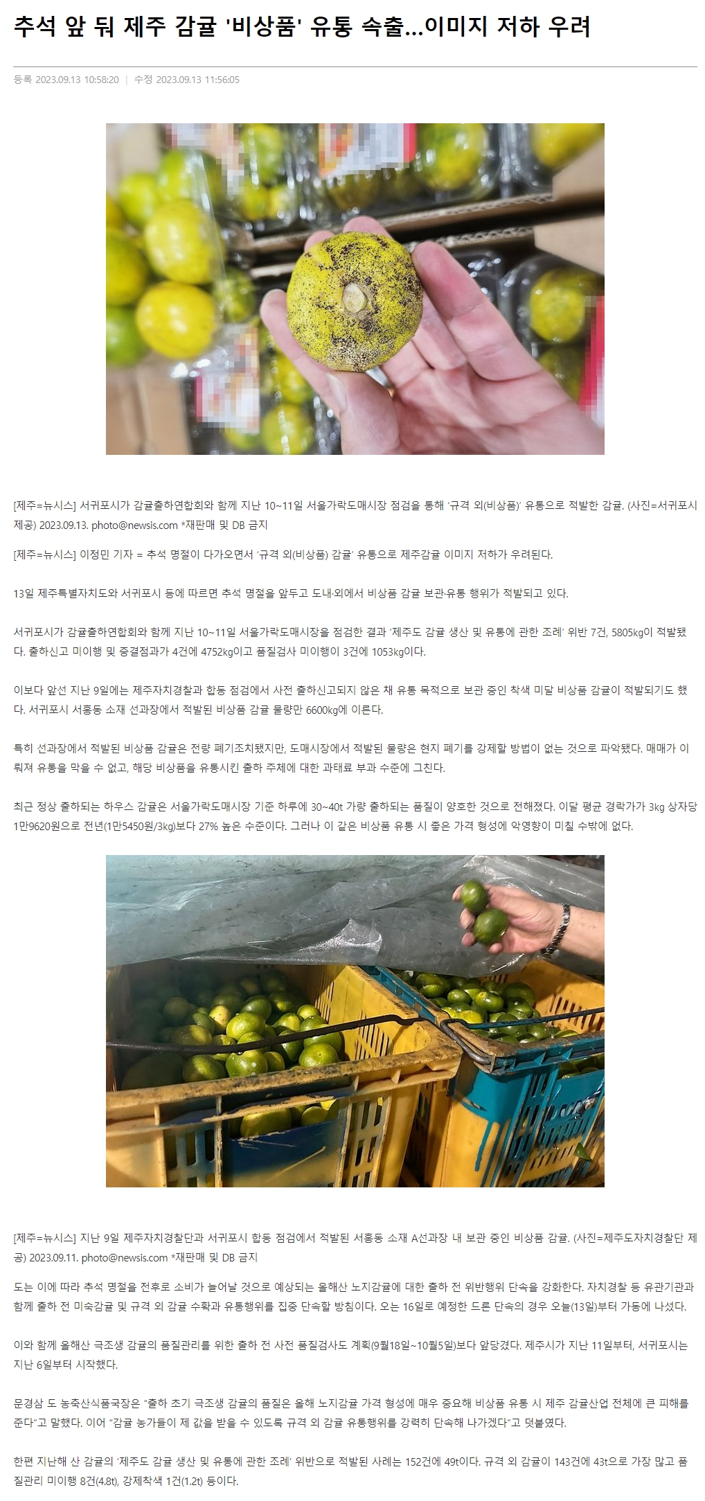 추석 앞 둬 제주 감귤 '비상품' 유통 속출…이미지 저하 우려