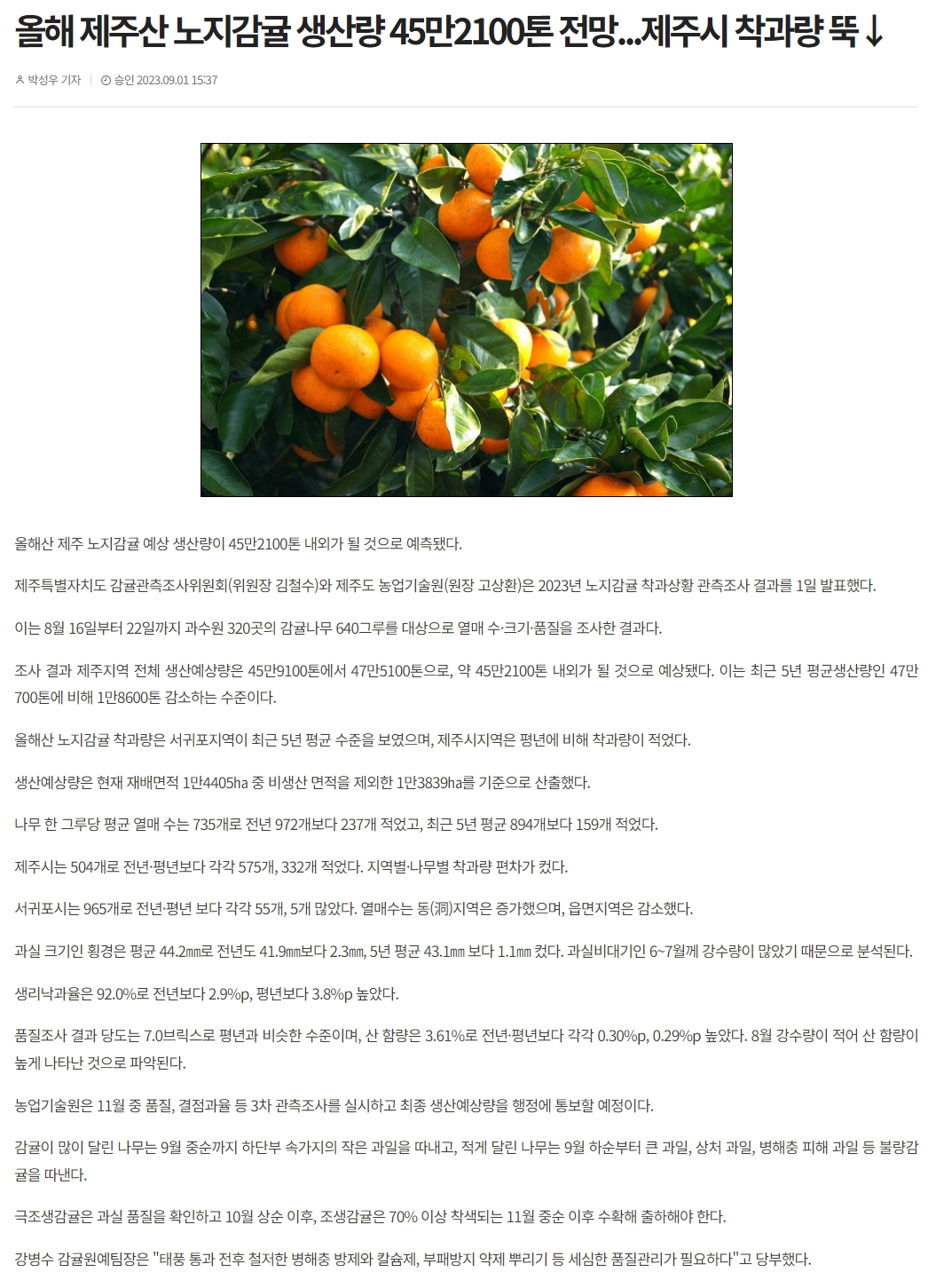 올해 제주산 노지감귤 생산량 45만2100톤 전망...제주시 착과량 뚝↓