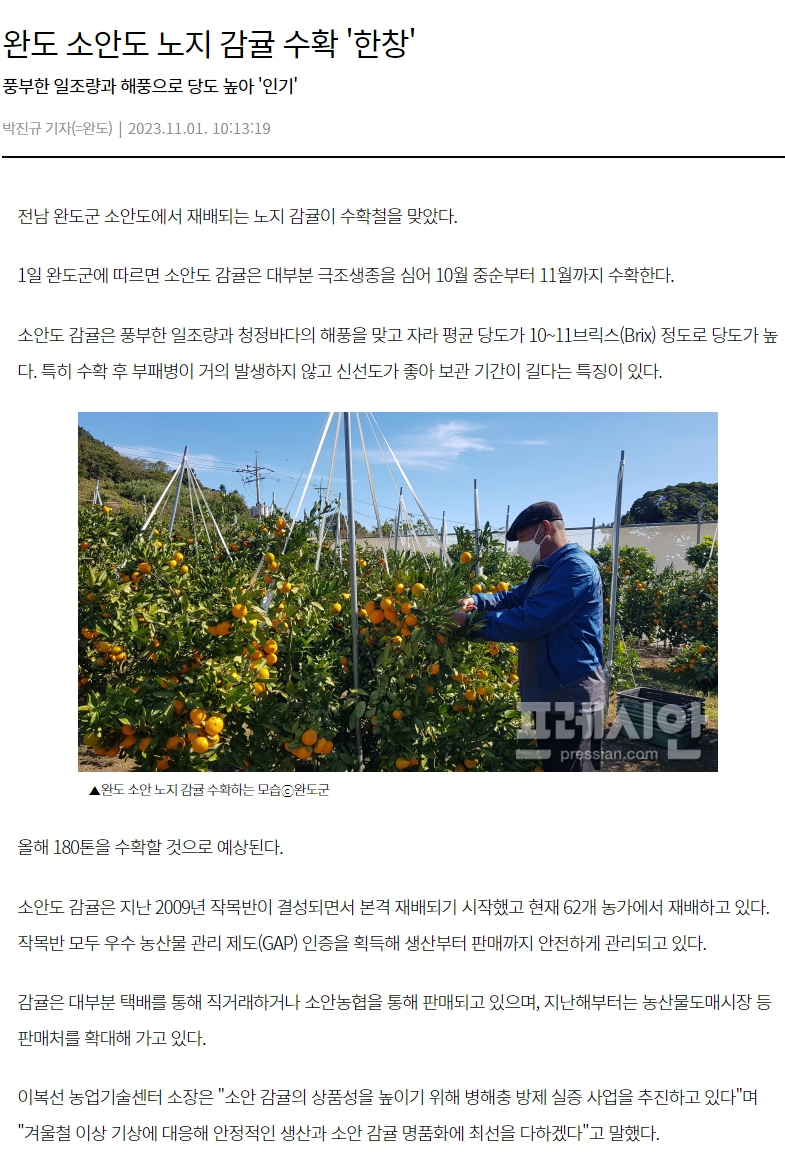 완도 소안도 노지 감귤 수확 '한창'
