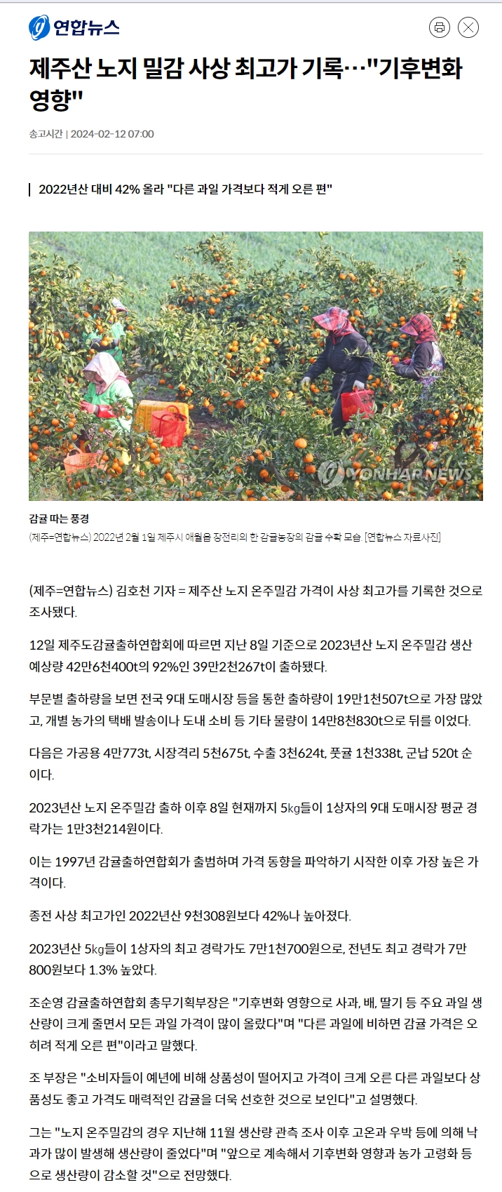 제주산 노지 밀감 사상 최고가 기록…"기후변화 영향"