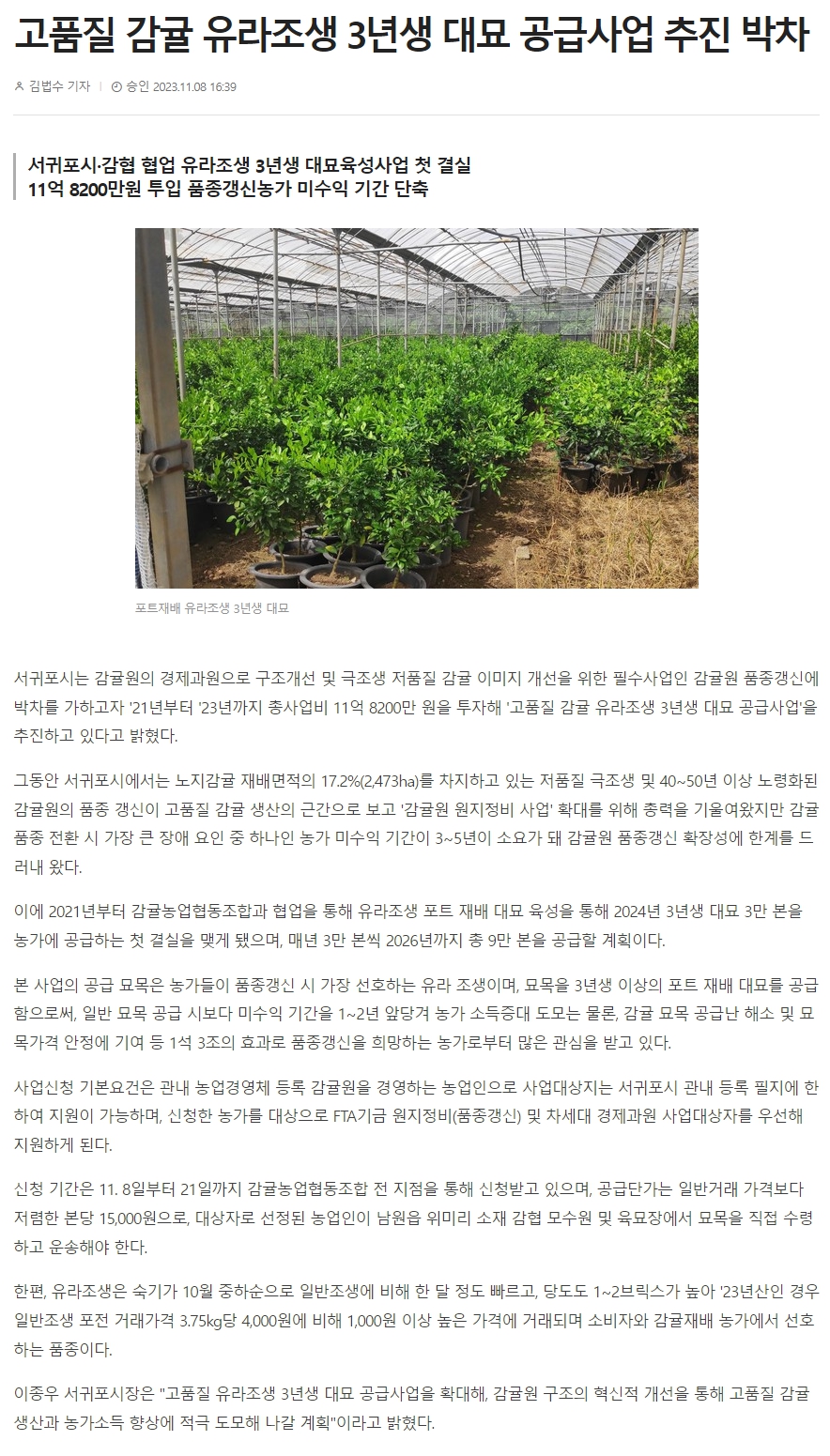 고품질 감귤 유라조생 3년생 대묘 공급사업 추진 박차