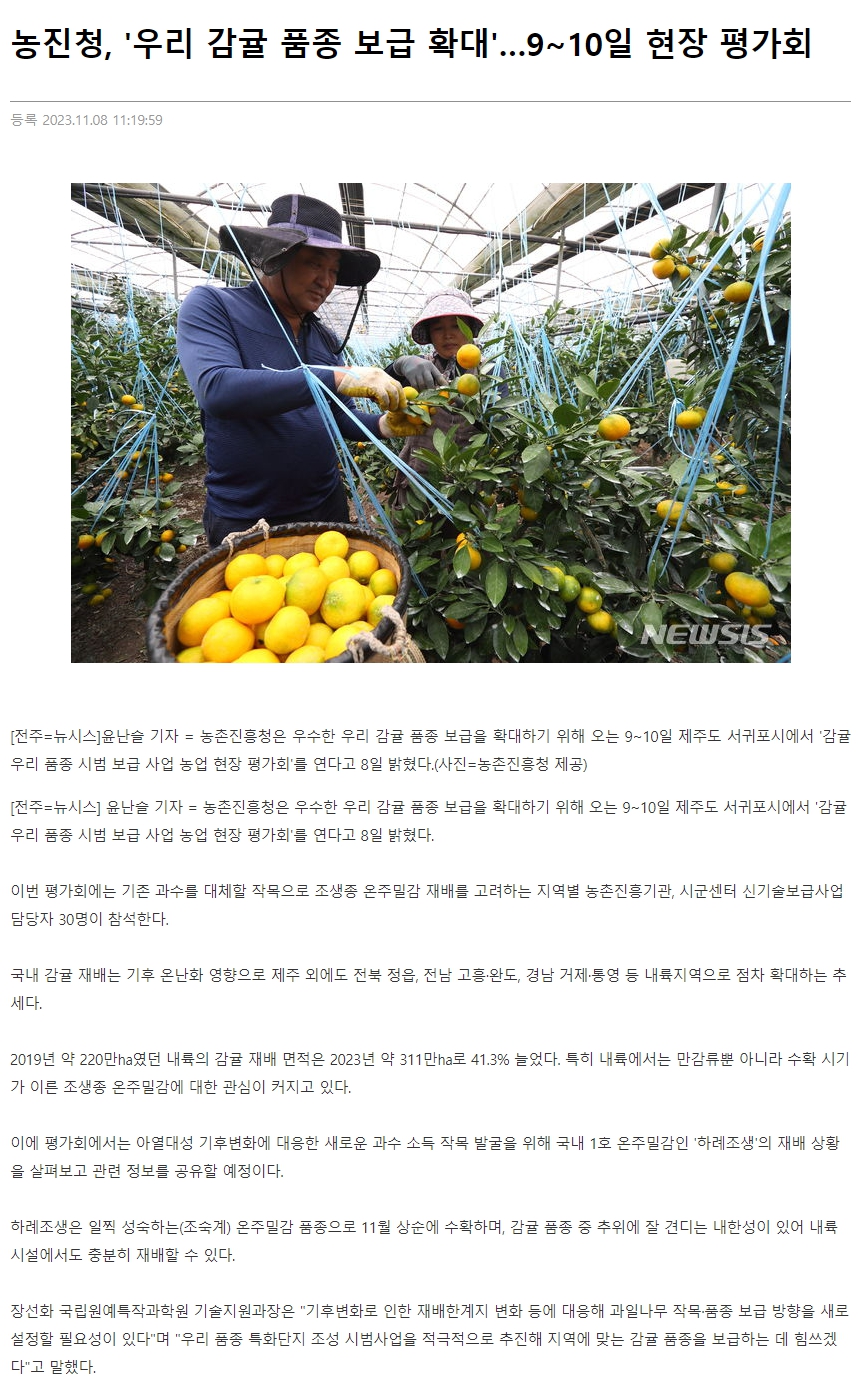 농진청, '우리 감귤 품종 보급 확대'…9~10일 현장 평가회