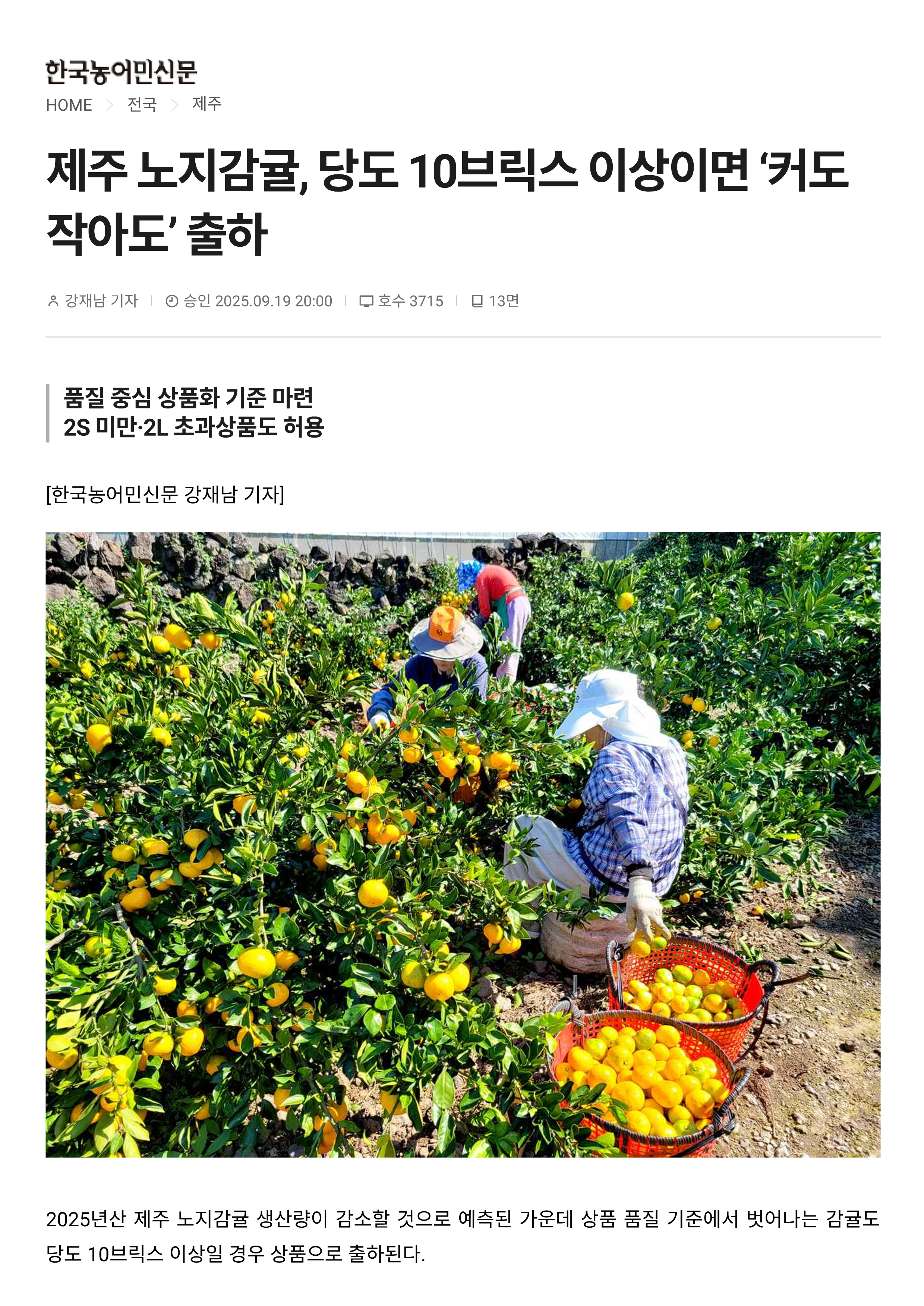 제주 노지감귤, 당도 10브릭스 이상이면 '커도 작아도'출하