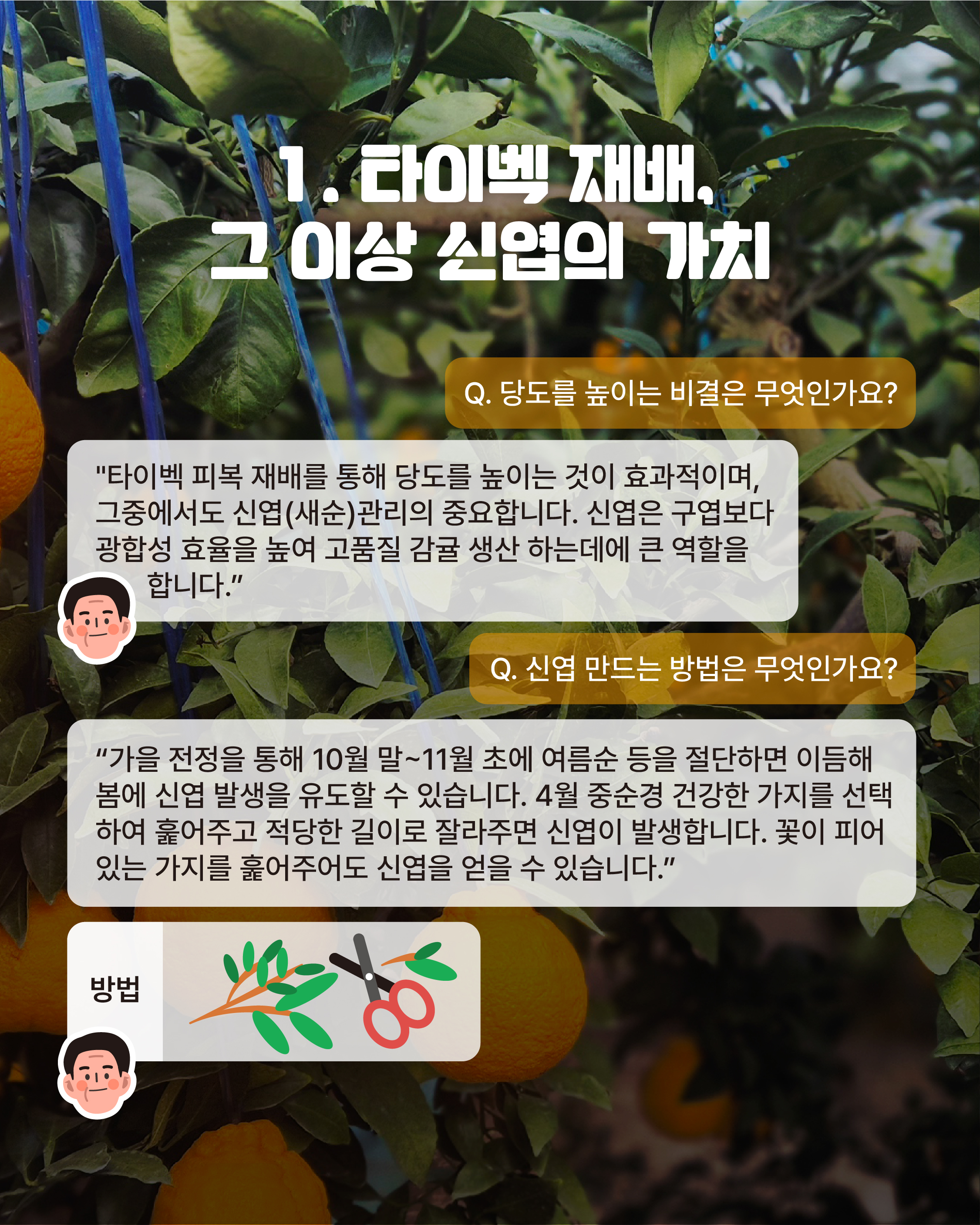 [16년차, 김진성 명인]경매시장 최고가 고품질 이끈 비밀의 기술은?