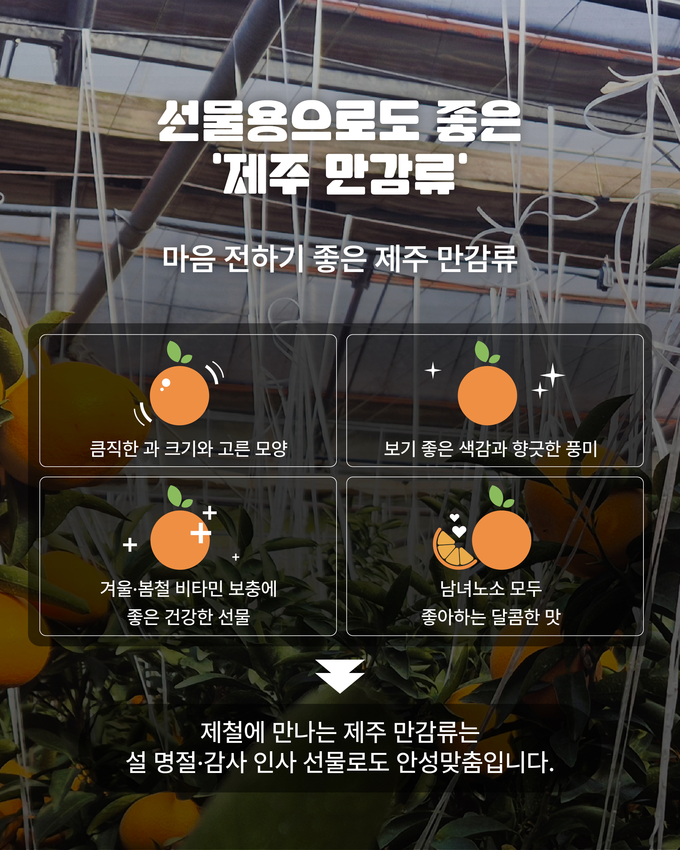 제주 만감류, 농축산물 할인지원으로 더 알뜰하게!