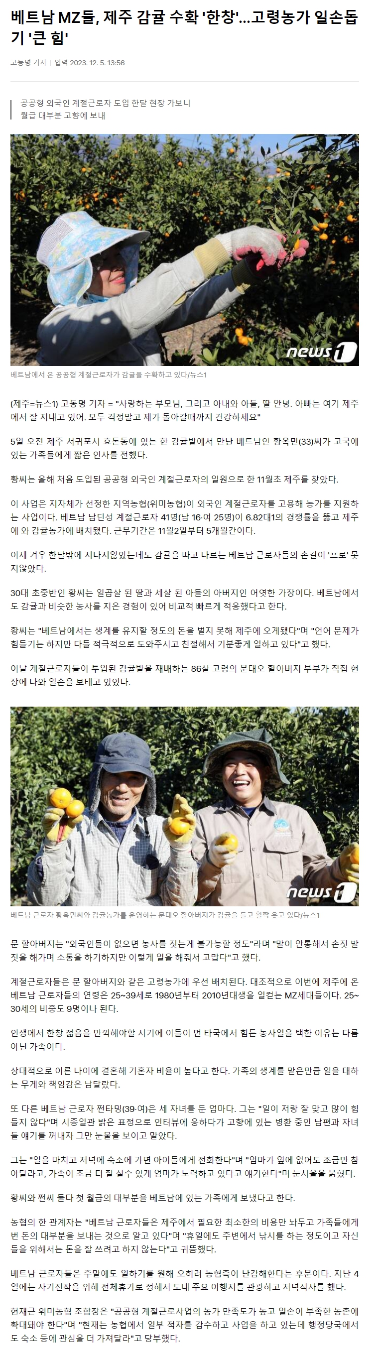베트남 MZ들, 제주 감귤 수확 '한창'…고령농가 일손돕기 '큰 힘'