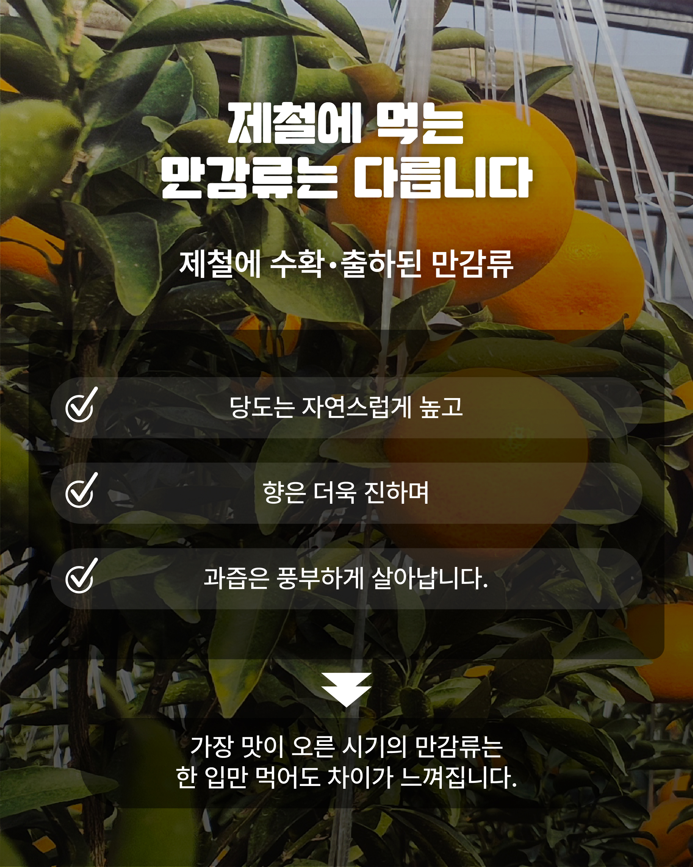 제주 만감류, 농축산물 할인지원으로 더 알뜰하게!