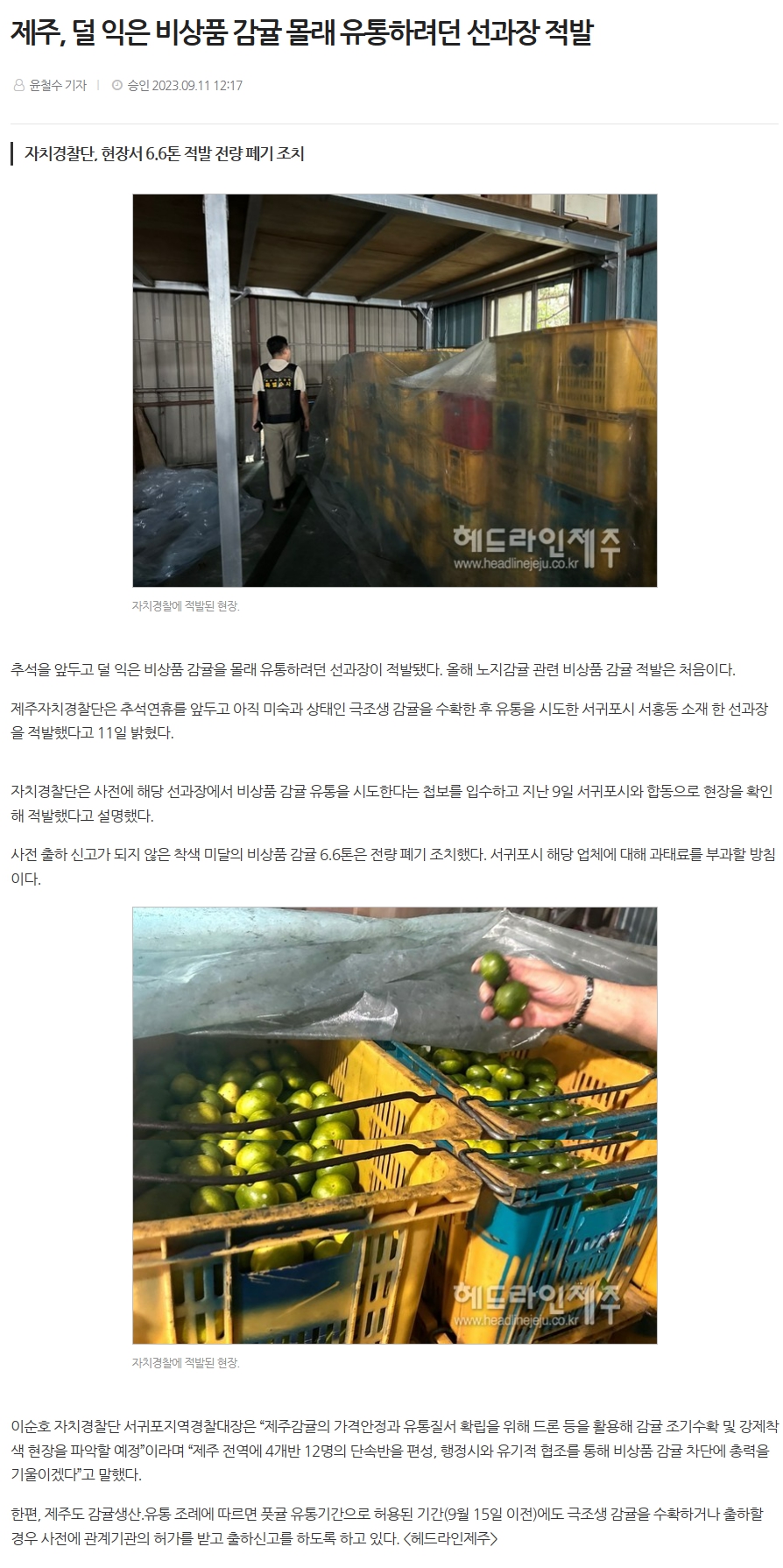 제주, 덜 익은 비상품 감귤 몰래 유통하려던 선과장 적발