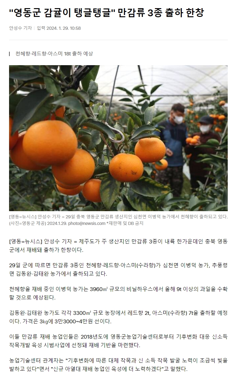 "영동군 감귤이 탱글탱글" 만감류 3종 출하 한창