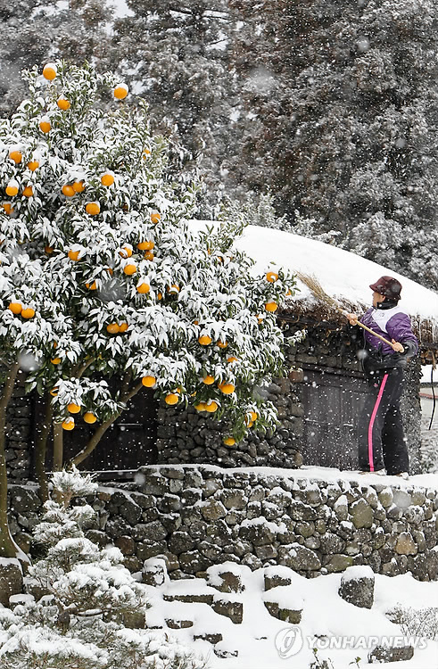 눈속에 묻힌 감귤 초가