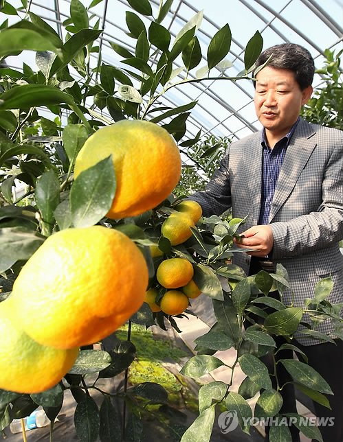 강릉에서 탐스럽게 익은 감귤