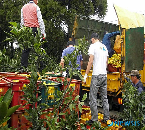 제주시, 감귤가 '고공행진'…재작년산보다 10㎏당 3천원↑