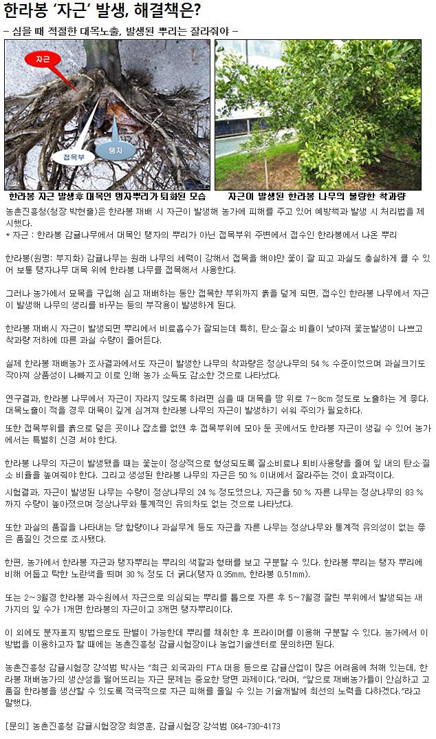 한라봉 '자근'발생, 해결책은?