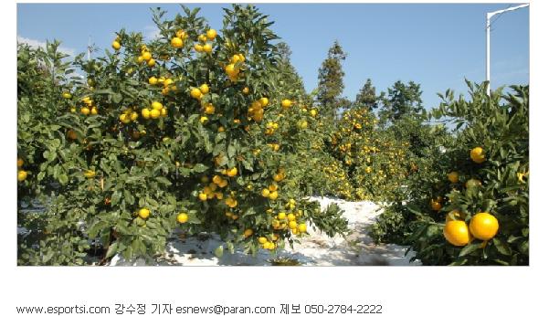 노지감귤 '하례조생' 소비자 입맛 사로잡아