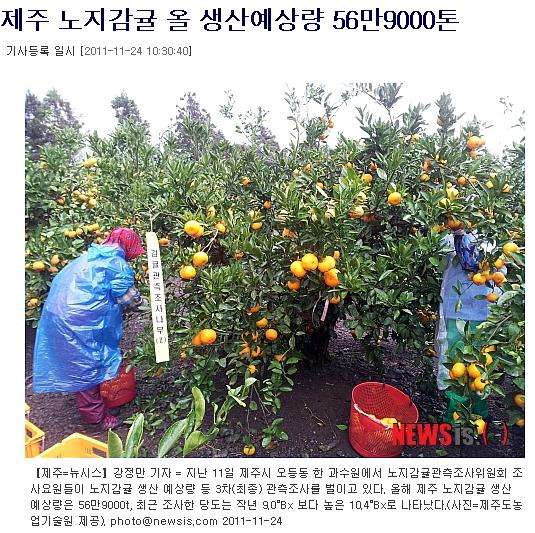 제주 노지감귤 올 생산예상량 56만9000톤