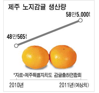 해거리 제주감귤 올해는 풍년…11월 중순부터 가격 내릴듯