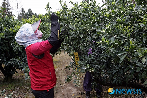 제주도농기원 노지감귤 생산량 관측조사