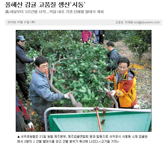 올해산 감귤 고품질 생산'시동'